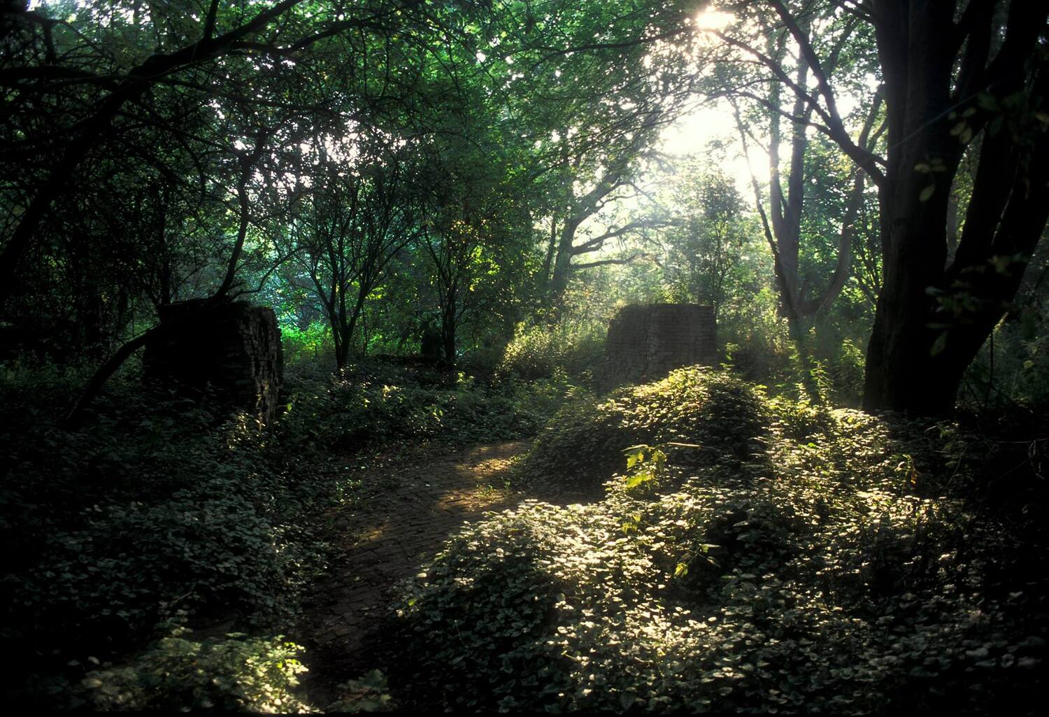 ecokathedraal mildam begroeid
