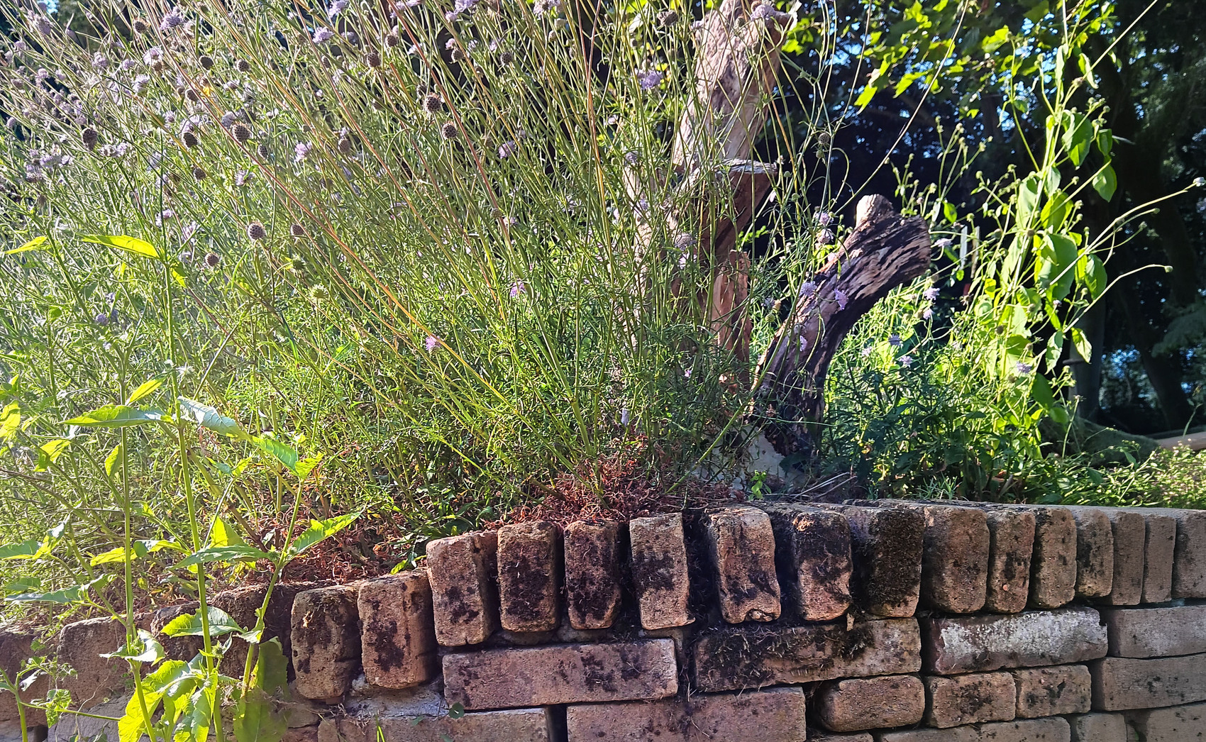 De wilde tuin met stapelmuurtjes van Henk en Ineke