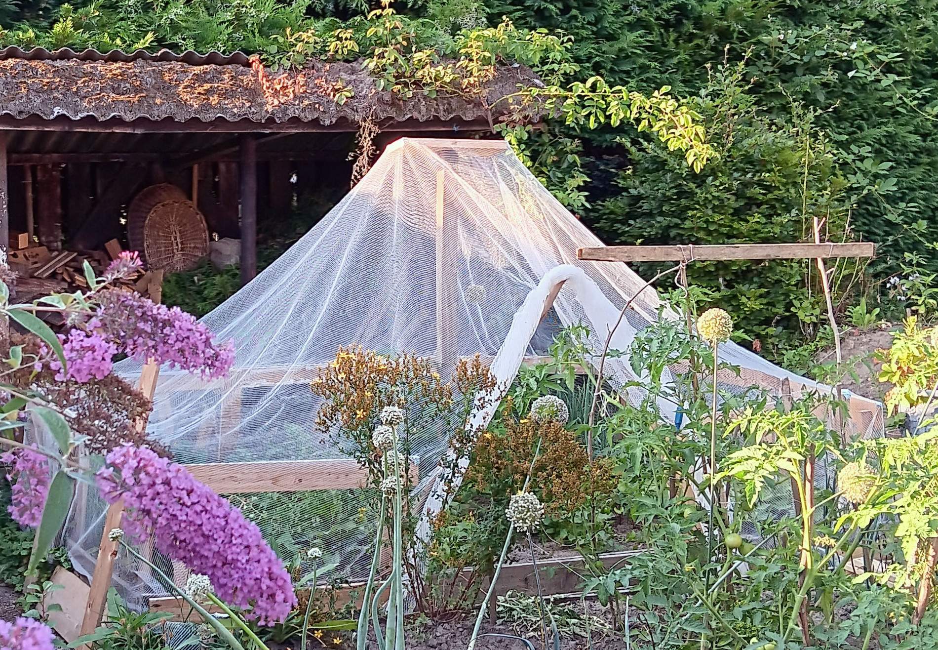 De experimentele woestijntent in de tuin van Henk Pleiter (foto: Ineke Nijboer)